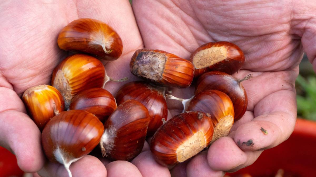 E' arrivata la stagione di marroni e castagne, come si difendono