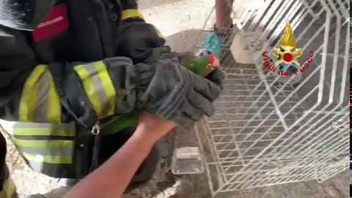 Pappagallo recuperato dai vigili del fuoco a Fontanelice