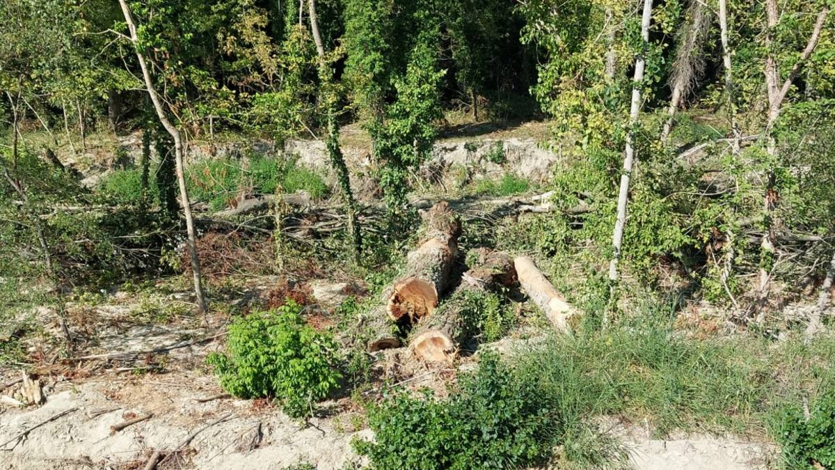 Forlì. Alberi tagliati per sistemare gli argini dei fiumi, protestano gli ambientalisti