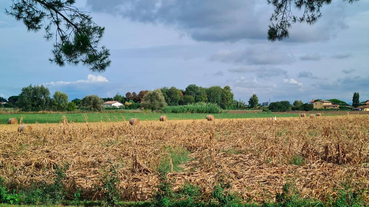 Il granturco del labirinto allettato dal forte vento della scorsa settimana