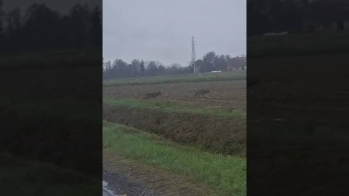 Un branco di lupi avvistato tra Bagnacavallo e Russi VIDEO