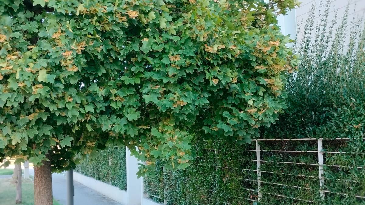 L’albero che invade l’abitazione