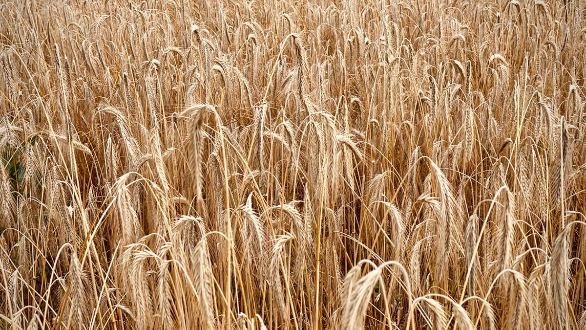 Ucraina, spiragli di pace e calano i prezzi di mais e grano tenero