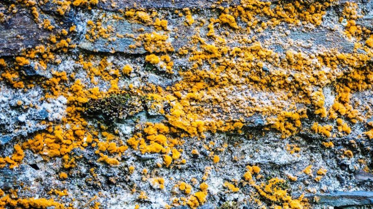 Ravenna, stalker condominiale imbratta scale e muri con feci e olio