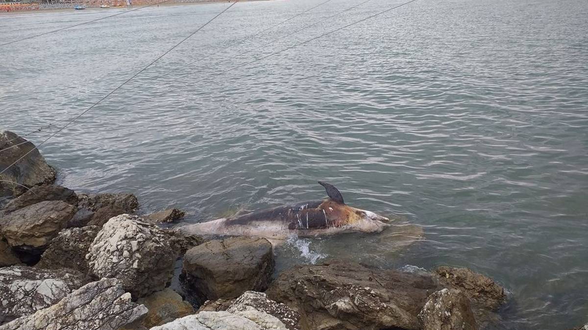 Cesenatico, delfino trovato morto sugli scogli