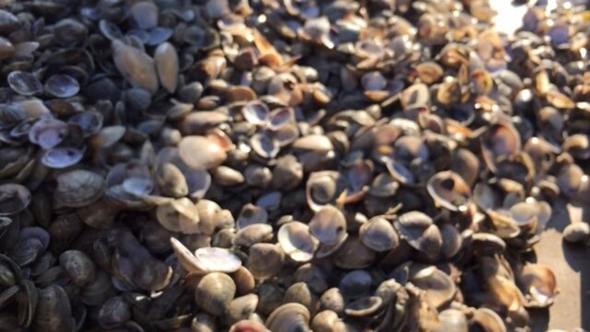 Cesenatico, moria vongole: bando regionale di risarcimento