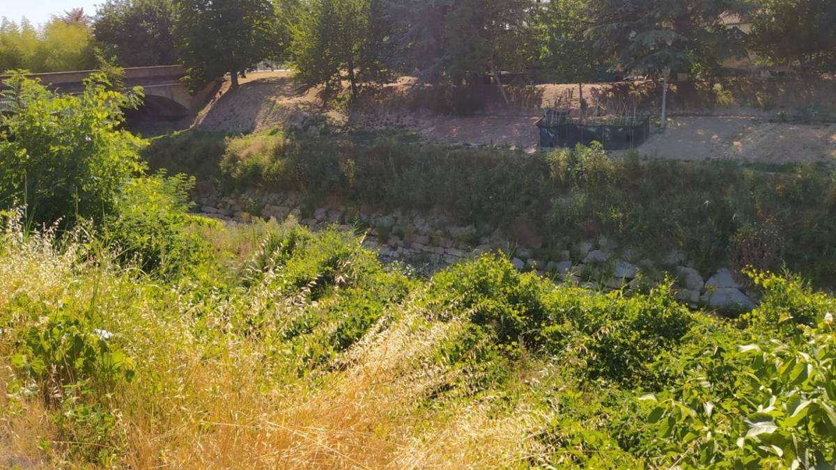 Faenza, vegetazione selvaggia e nutrie sugli argini del Lamone