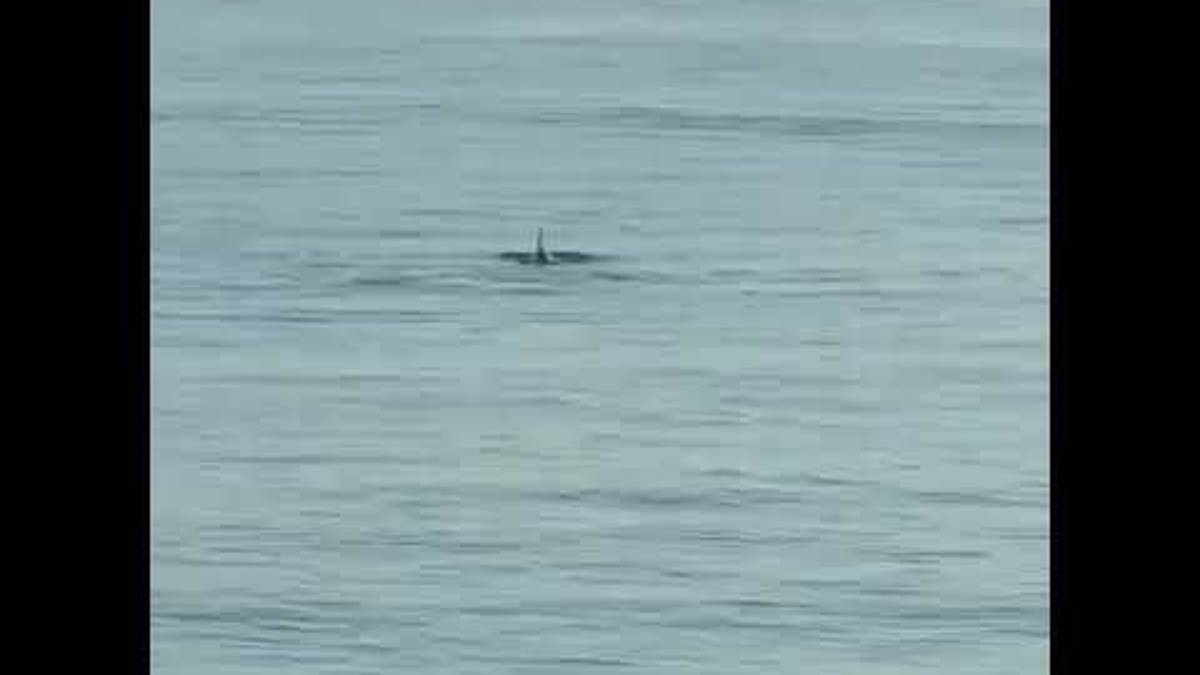 Delfino filmato da San Giuliano di Rimini. Il video