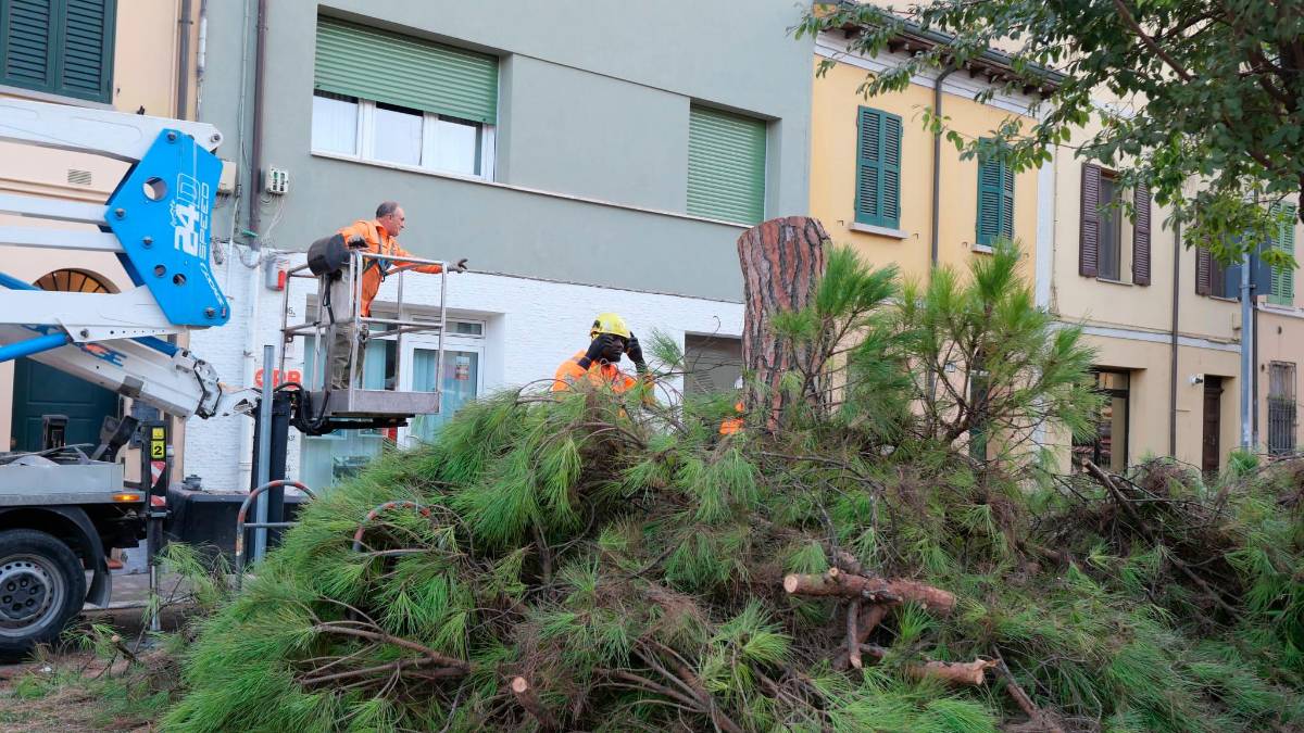 Ravenna, pini in via Maggiore: motoseghe in azione nonostante le proteste degli ambientalisti - Gallery