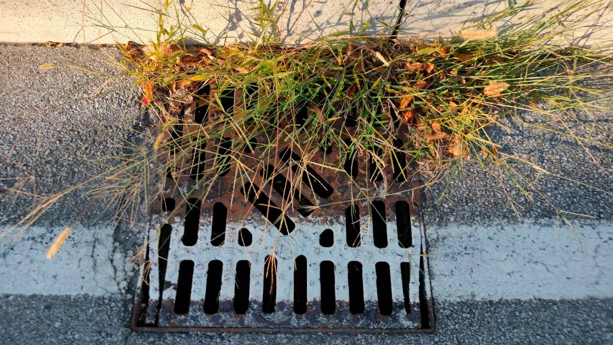 L’erba alta vicino al tombino