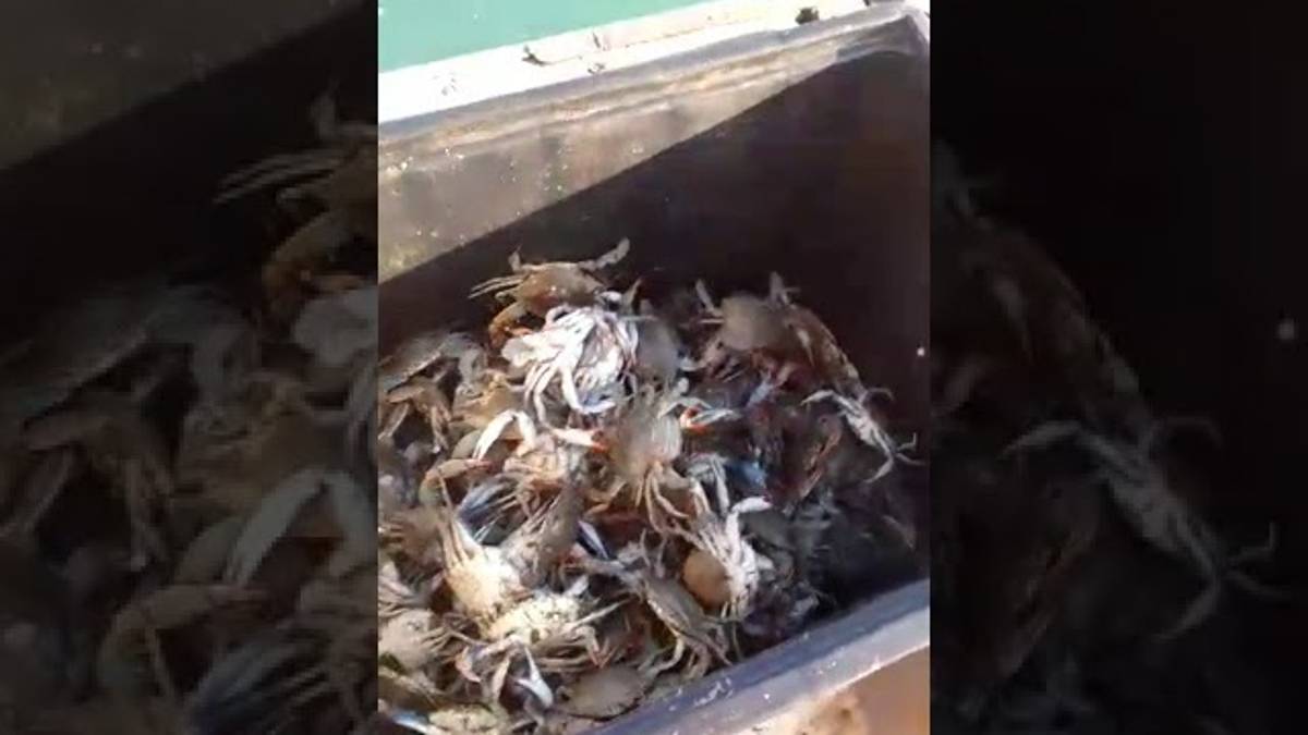 Cesenatico: i granchi blu devastano le reti da pesca VIDEO