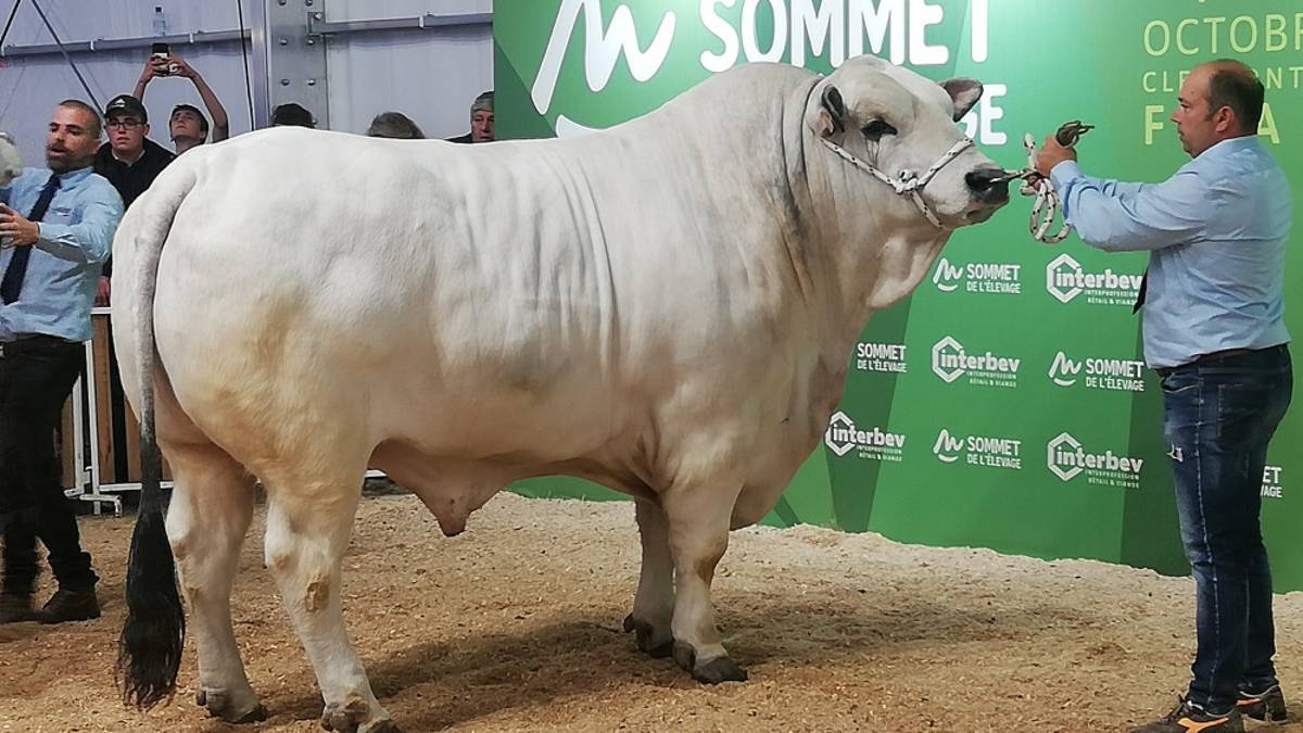 Ecco Fardini Indovinello: il toro da 1.200 chili che incanta in Francia