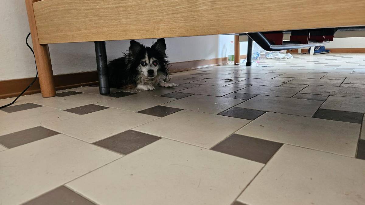 Il cagnolino salvato ieri dalla polizia locale