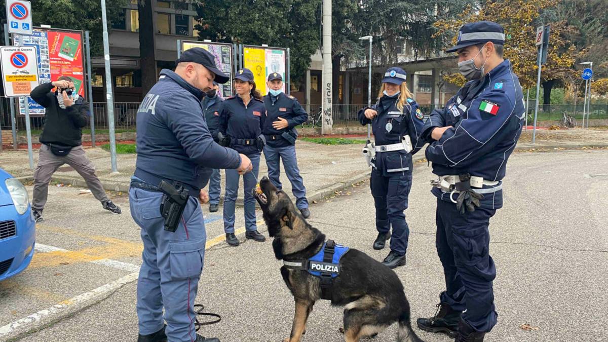 Cesena, controlli con i cani antidroga attorno alle scuole