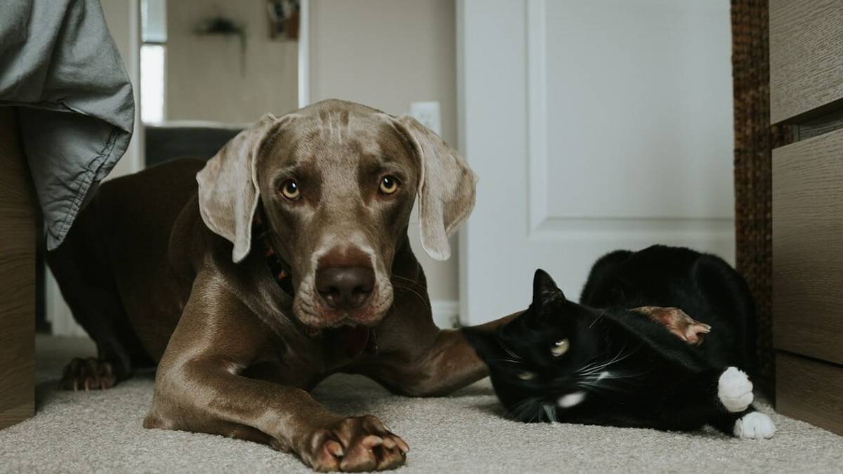 Cani e gatti: le regole durante il grande caldo per i nostri amici a 4 zampe
