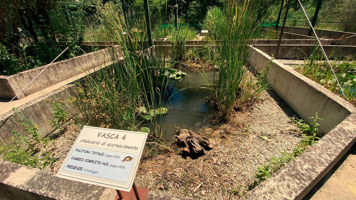 Meldola. Rinasce il Parco delle Fonti dopo l’alluvione: nate dieci testuggini palustri europee
