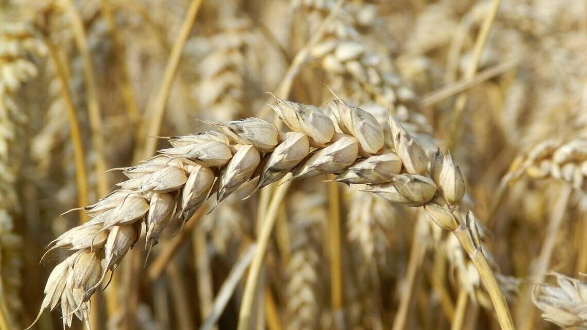 Gramigna, prodotti contadini di qualità si incontrano a Coriano