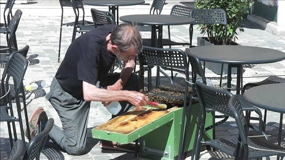 Rimini, piazza invasa da sciame d'api, apicoltore eroe la libera