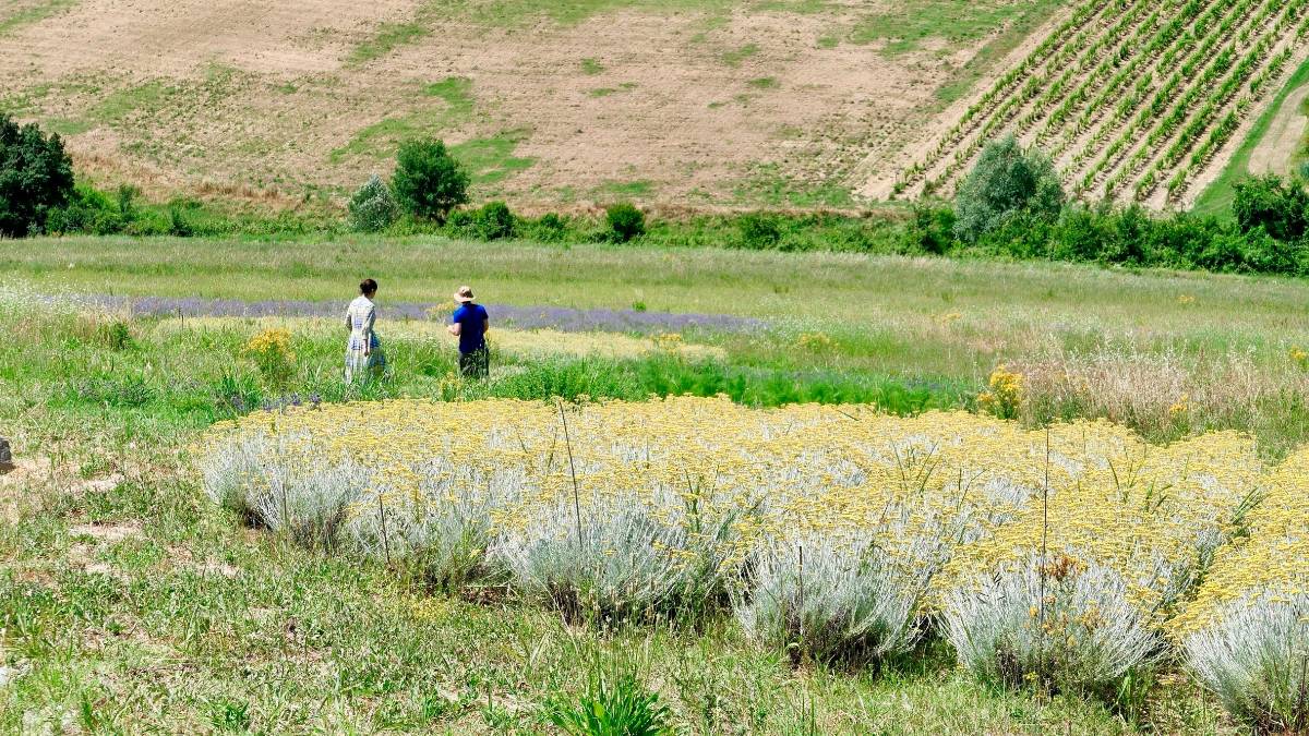 Wasp e Olfattiva sposano tecnologia e natura nella prima fattoria costruita con una stampante 3D GALLERY