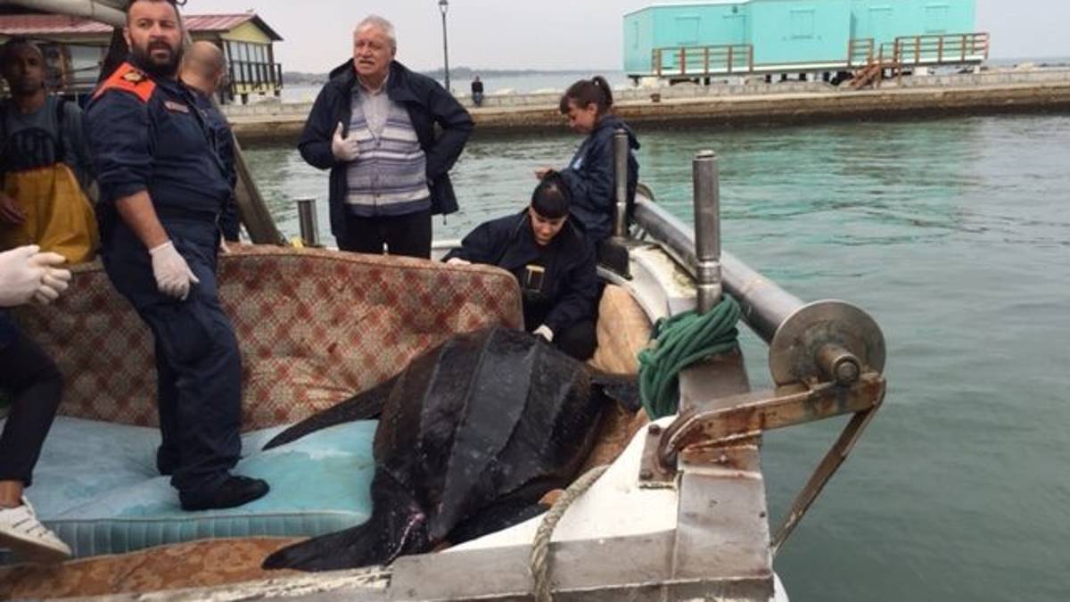 Cesenatico, liberata rara tartaruga liuto pescata al largo di Cervia