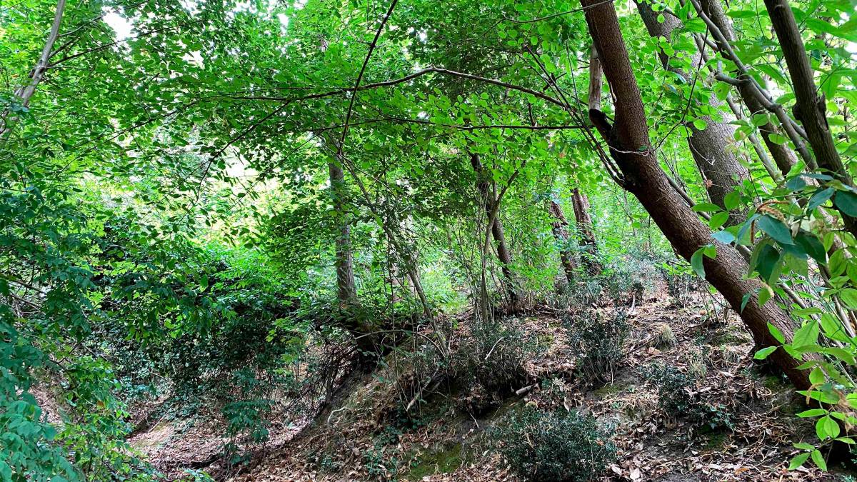 Bertinoro, una nuova area Sic di tutela, ospita specie botaniche rare per la Romagna