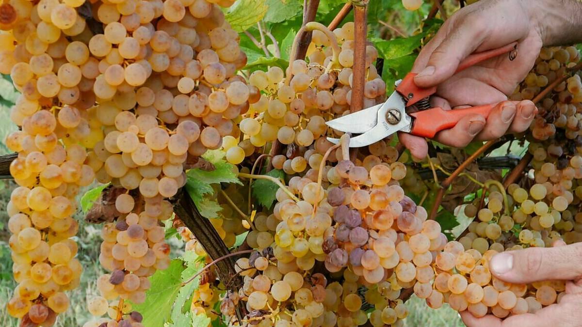 Vino, i bianchi di Romagna vogliono farsi conoscere