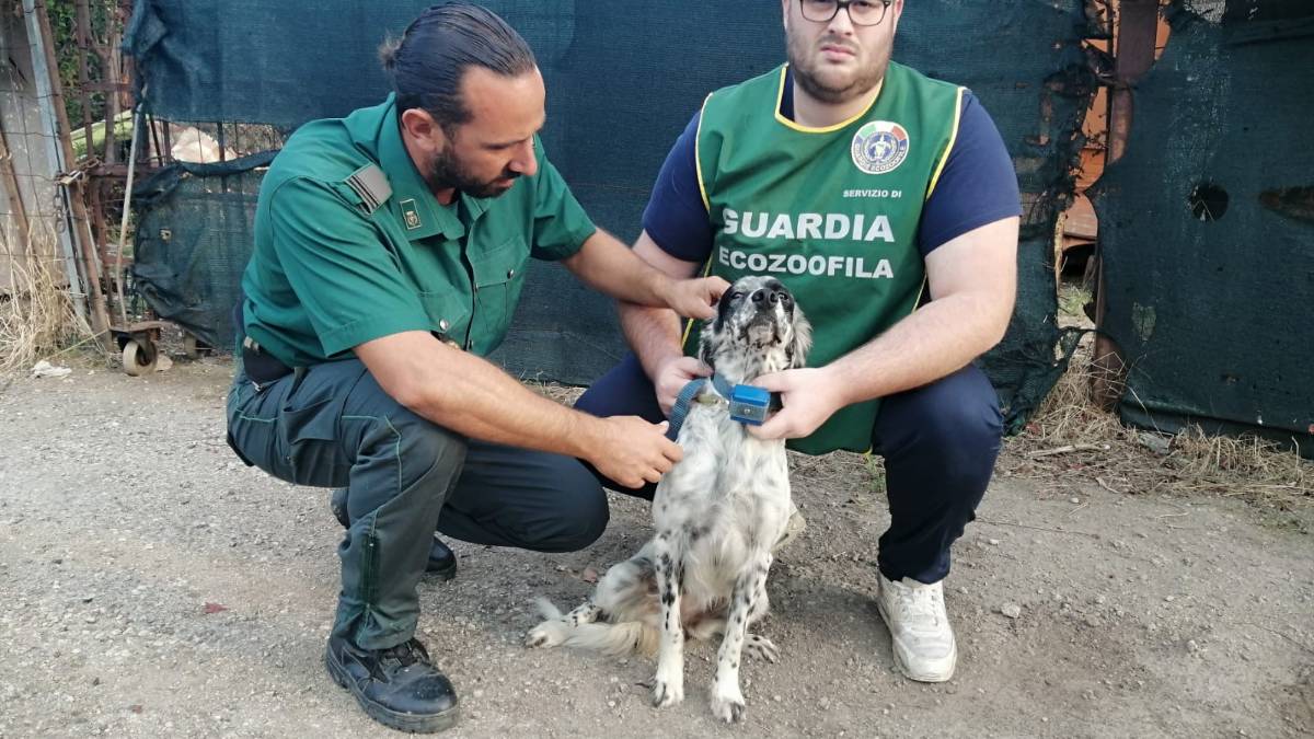 Rimini. Collare con le scosse elettriche per non fare abbaiare il cane