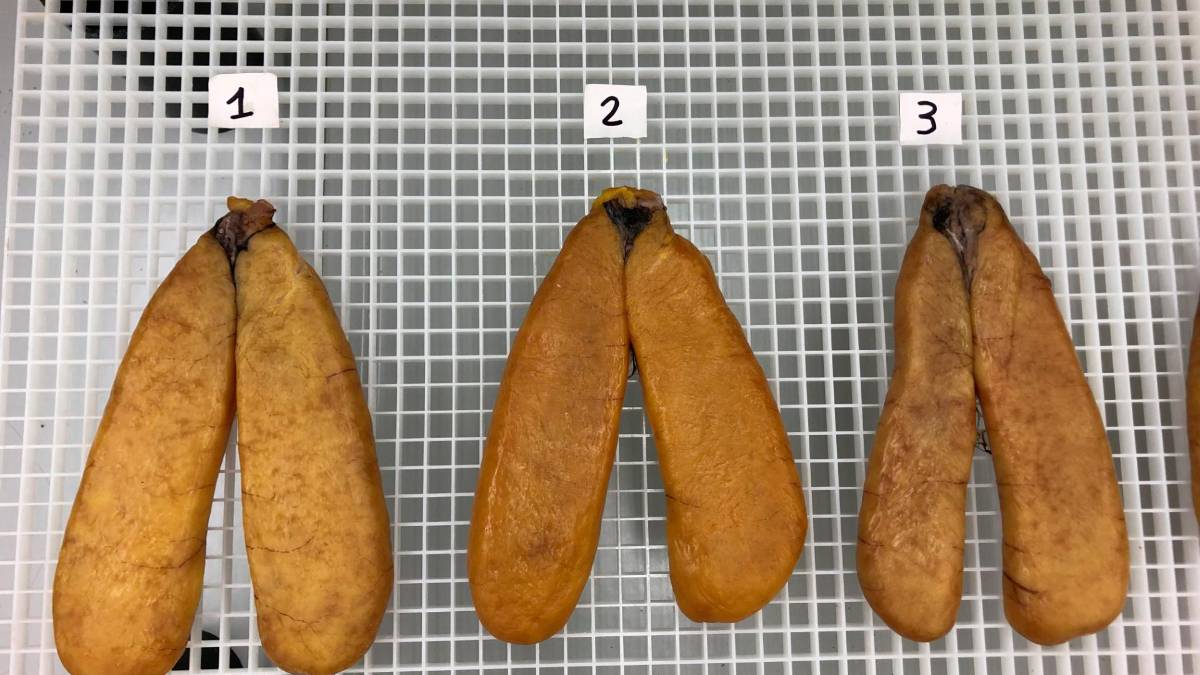 Bottarga in essiccazione