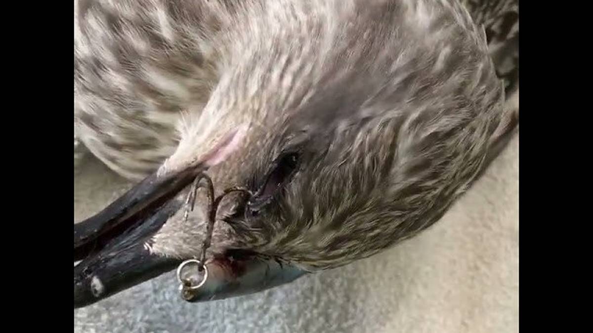 Rimini, una trappola da pesca non lascia scampo a un gabbiano