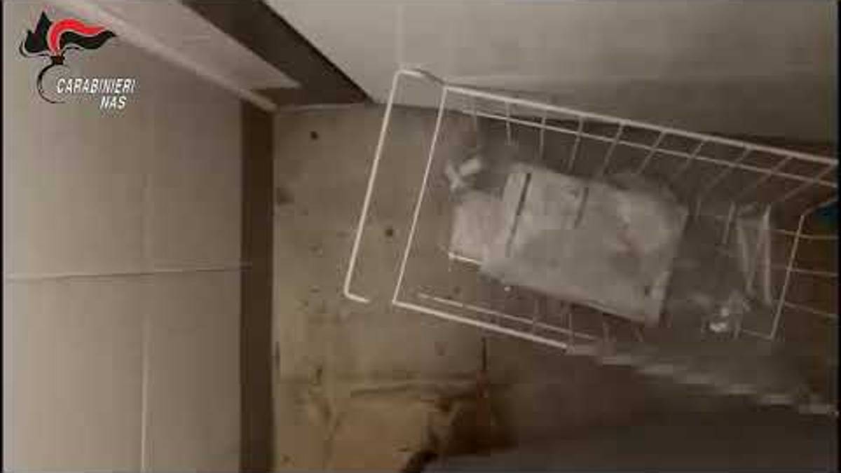 Blatte, topi e sporcizia nelle mense ospedaliere: indagini in tutta Italia, promosse le strutture romagnole VIDEO