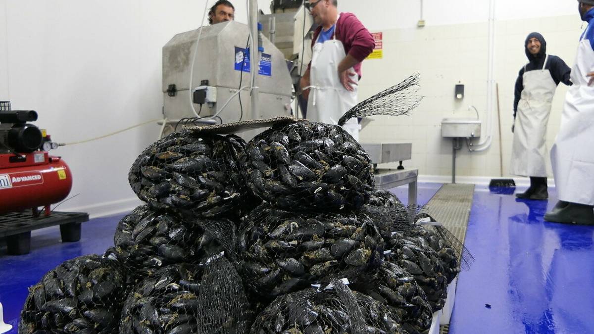 L'estate della cozza romagnola, e i 90 anni della Casa del pescatore