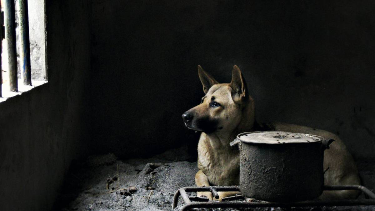 Il cane gira per la cucina: chiuso ristorante thailandese del territorio cesenate