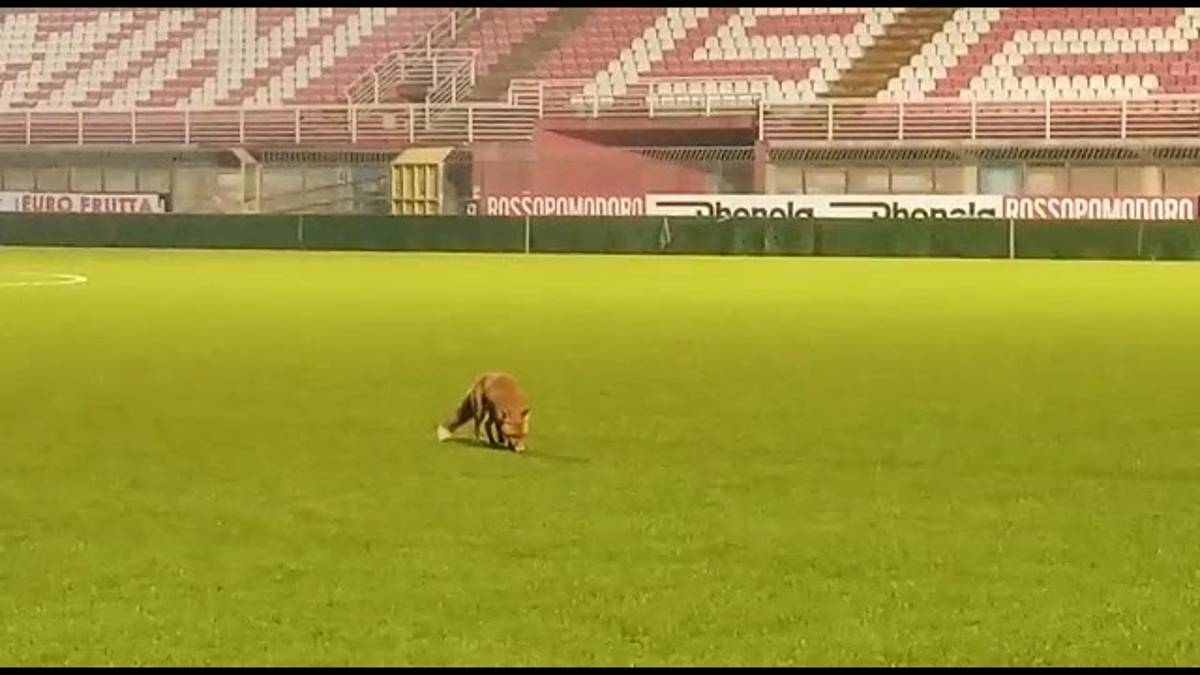 Rimini, spunta una volpe allo stadio Romeo Neri VIDEO