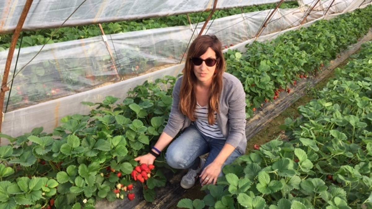 Ravenna, raccolta delle fragole a rischio: Reclutare chi è a casa