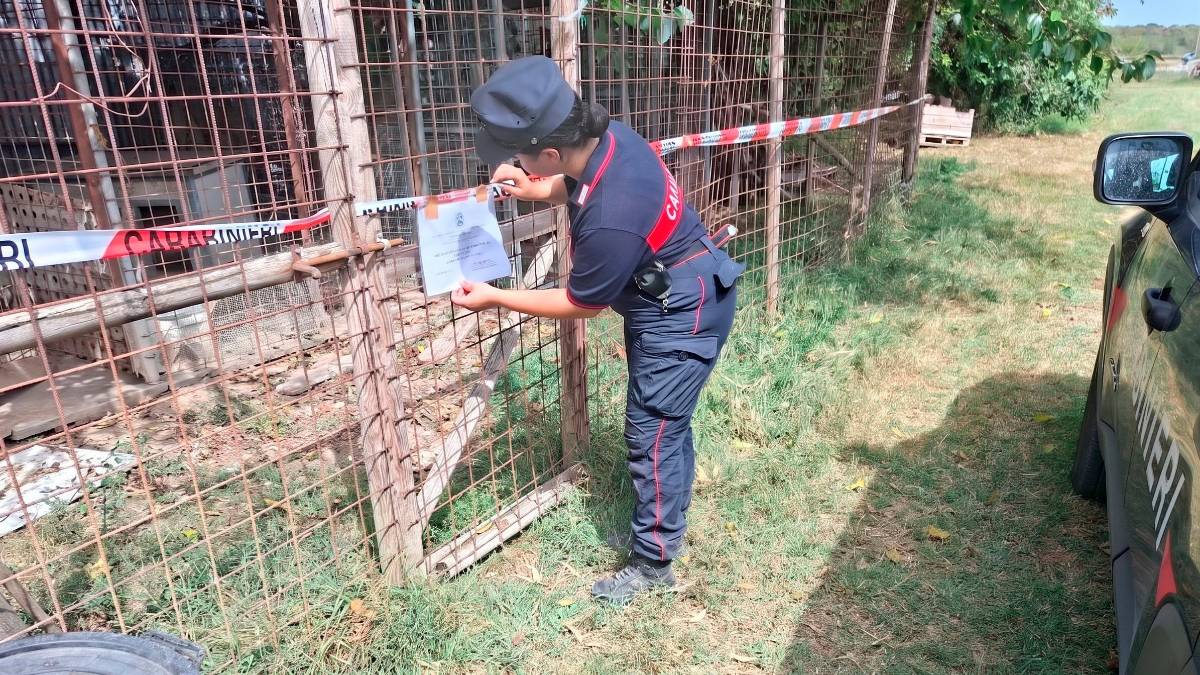 Savio di Ravenna, sette cani segregati nei box in precarie condizioni: scatta il sequestro dei Carabinieri Forestali