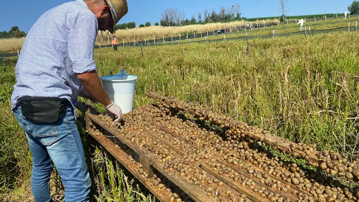 Lavoro, a Rimini un corso per diventare allevatore di lumache