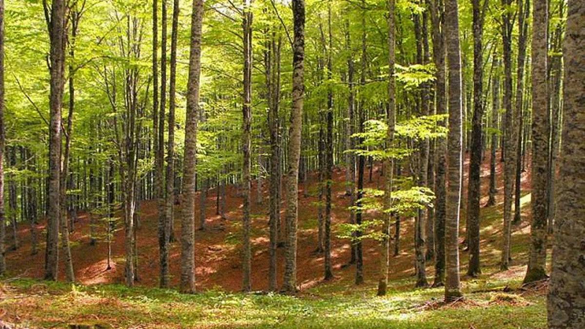 Ambiente: in arrivo 3,4 milioni per boschi e foreste della regione