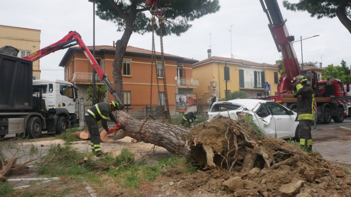 Maltempo Ravenna, pino cade in via Renato Serra. Distrutta auto, altre due danneggiate