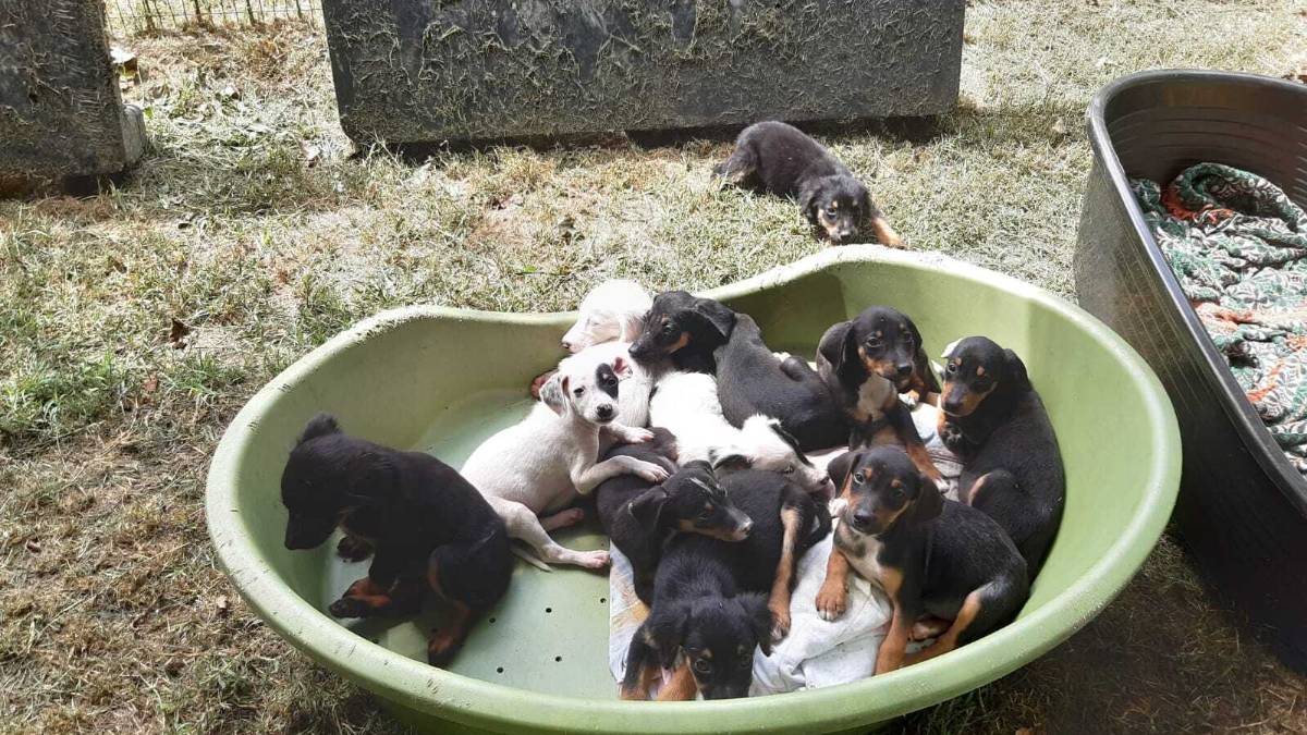 Faenza, stanno bene gli 11 cuccioli sequestrati a Solarolo