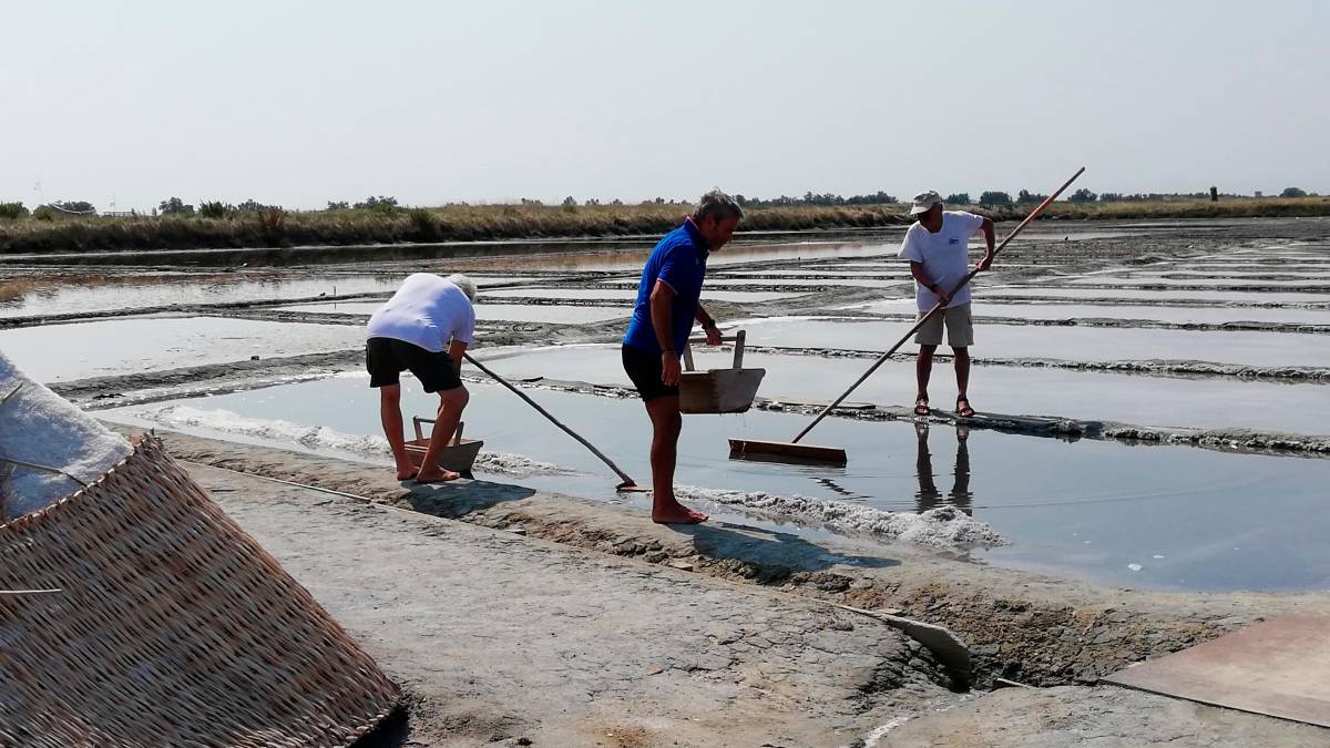 Salinari al lavoro per la raccolta