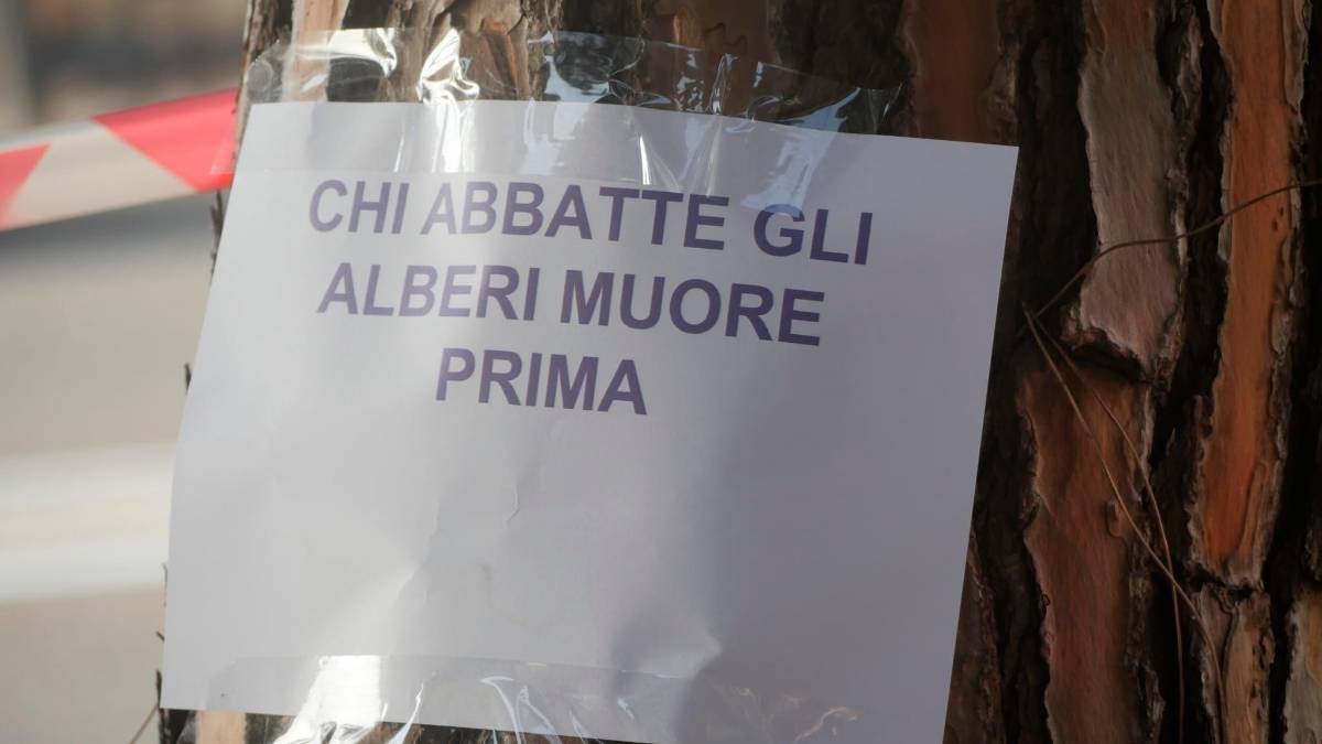 Ravenna, pini in via Maggiore: motoseghe in azione nonostante le proteste degli ambientalisti - Gallery