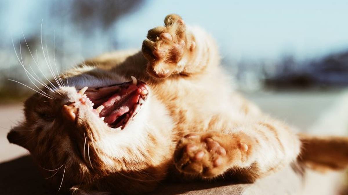 Ravenna, gatto sbranato nella colonia felina, assolto padrone del cane