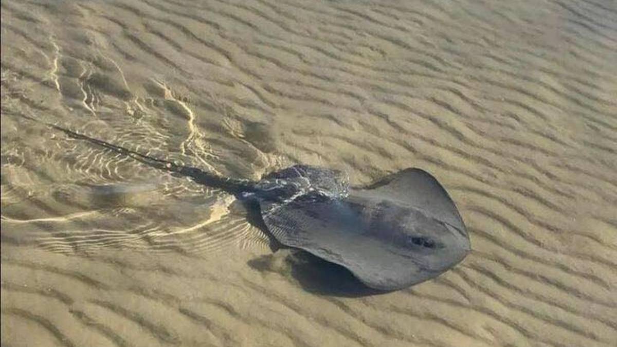 Cervia, un trigone immortalato vicinissimo alla riva. Attenzione alla coda velenosa