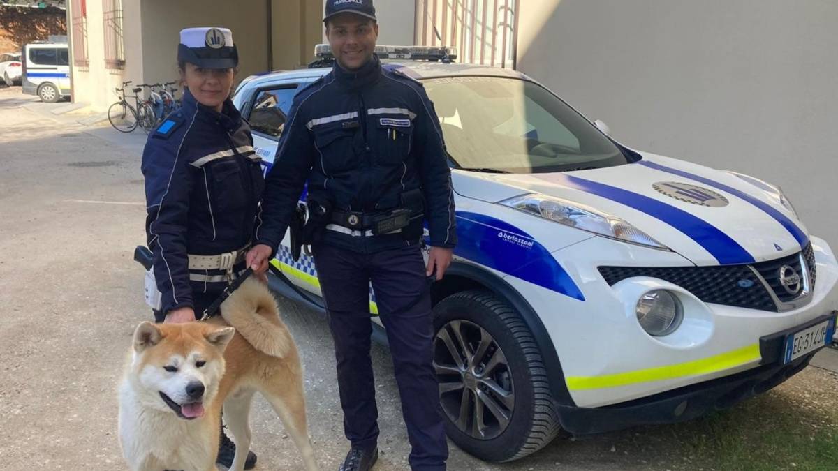 Castel Bolognese, cane vaga sulla statale in mezzo alle auto: la Polizia lo salva