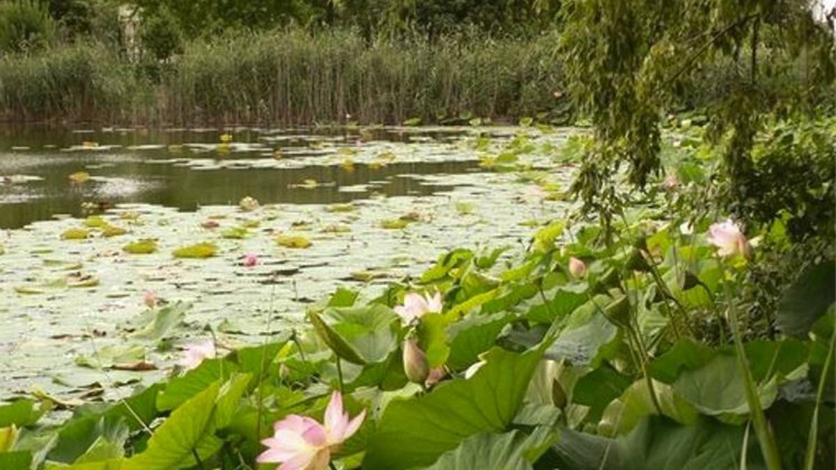 Lugo, al Parco del loto scarsa fioritura per colpa del clima