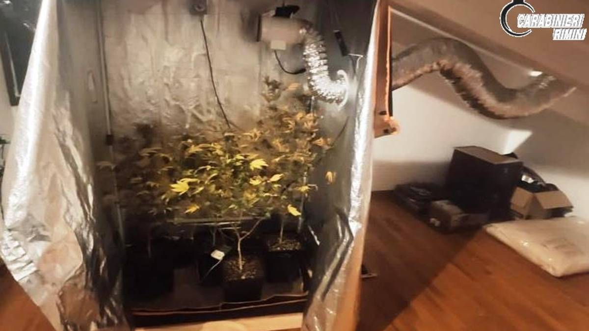 Santarcangelo. Nella soffitta dell'imprenditore serra di marijuana