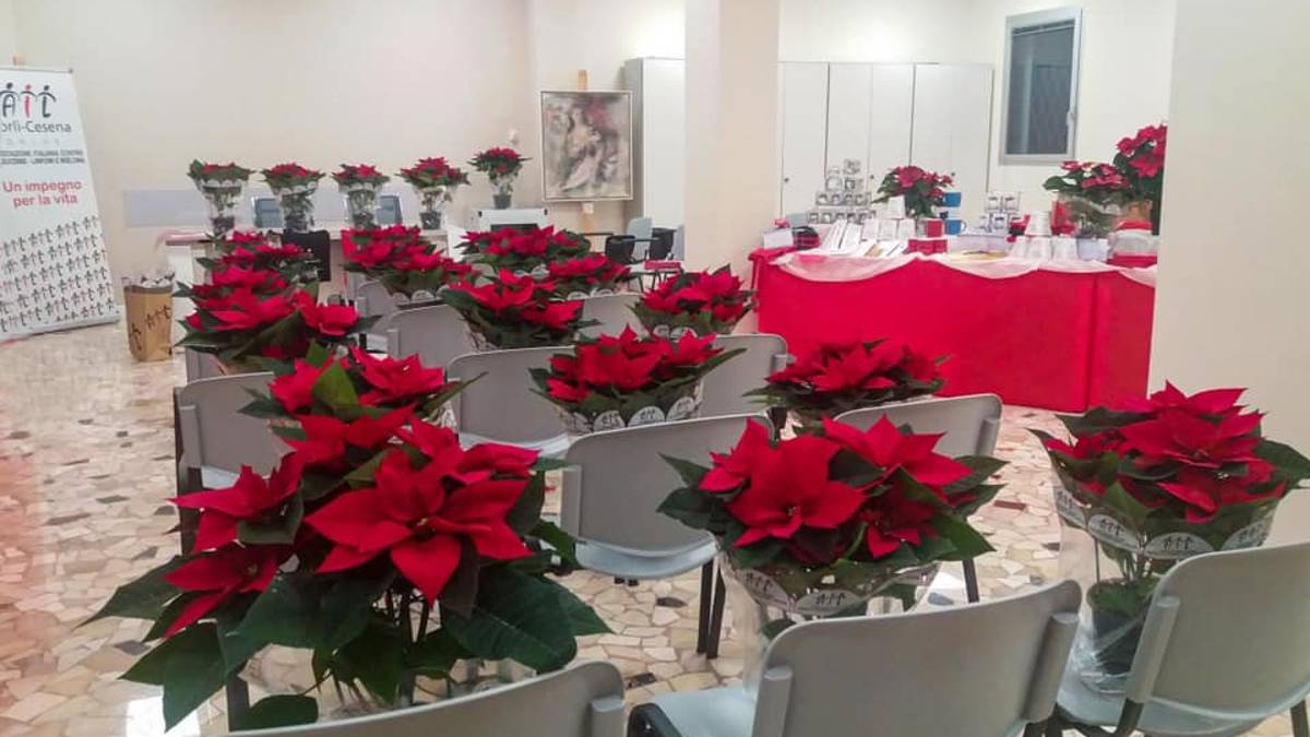 Forlì, da venerdì via alla vendita delle Stelle di Natale dell'Ail
