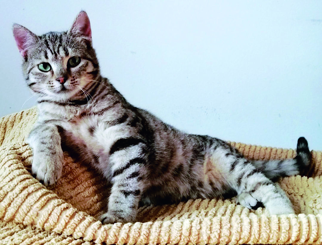 Coco e Chanel, gatti di 4 mesi cercano adozione di coppia