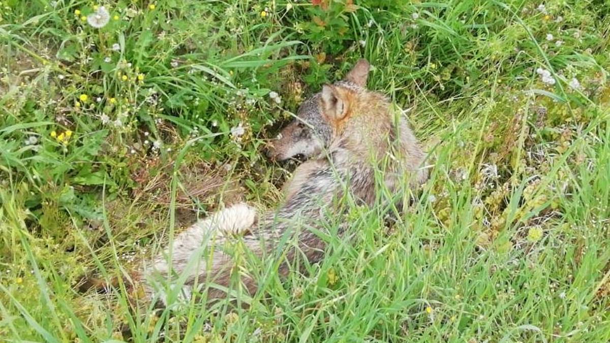 Lupo ferito recuperato nell’imolese e trasportato a Monte Adone