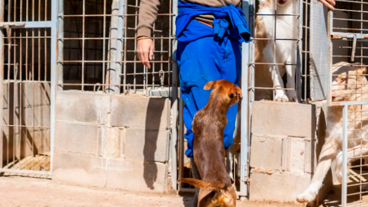 Ravenna. Volontariato fantasma per estinguere il reato